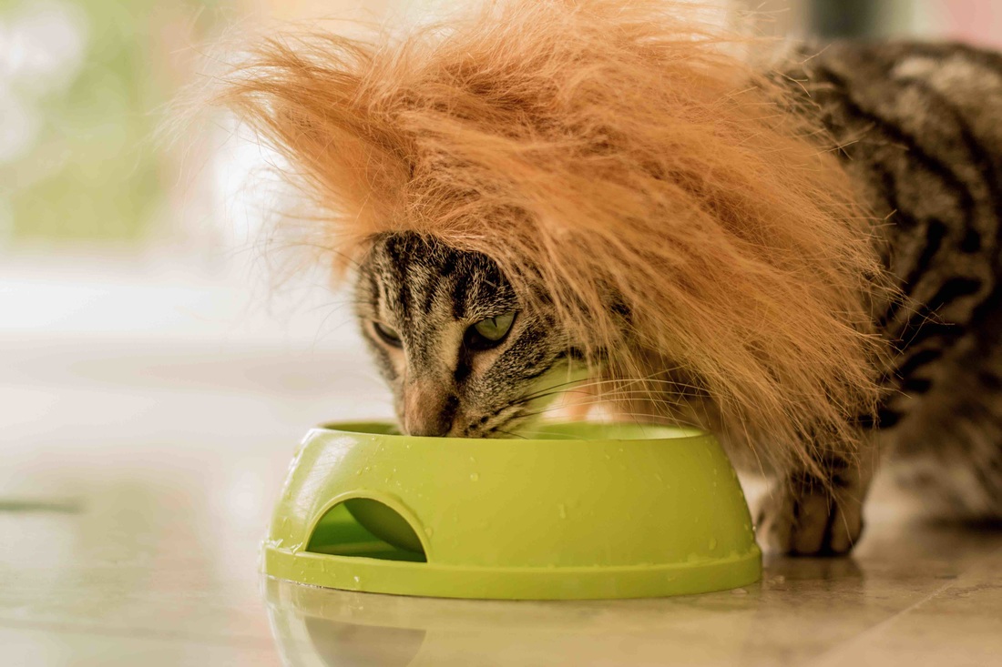 Bol pour chat - fontaine à eau pour chat