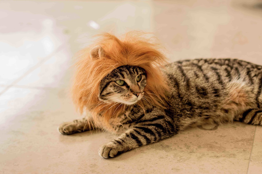 Criniere de lion - fontaine à eau pour chat