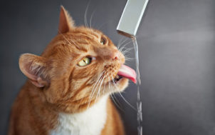 Eau en mouvement chats fontaine