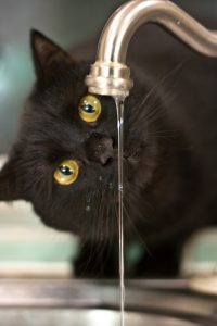 chat boit robinet