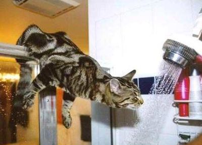 besoin eau chats fontaine