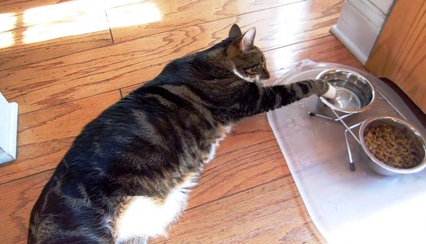 chat ne boit pas assez
