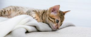 La sous-consommation d'eau chez les chats - un chat très malade