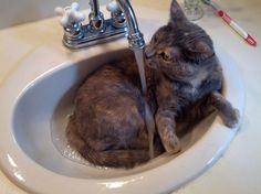 chat boit au robinet - fontaine à eau pour chat chat boit au robinet - fontaine a eau pour chat