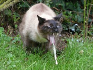 chat vomit et ne mange plus - faites attention a cela