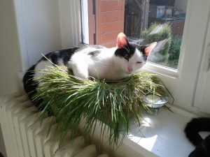 herbe à chat pour un chat d'appartement 