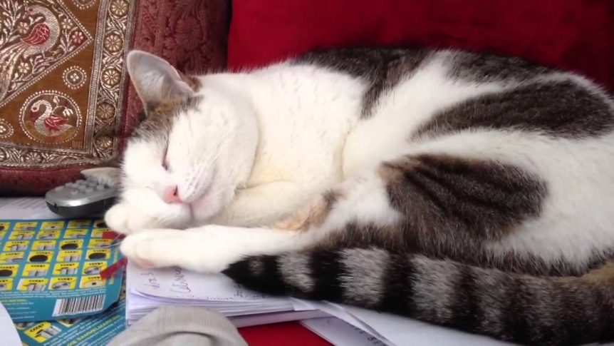 Chat ronronne en dormant