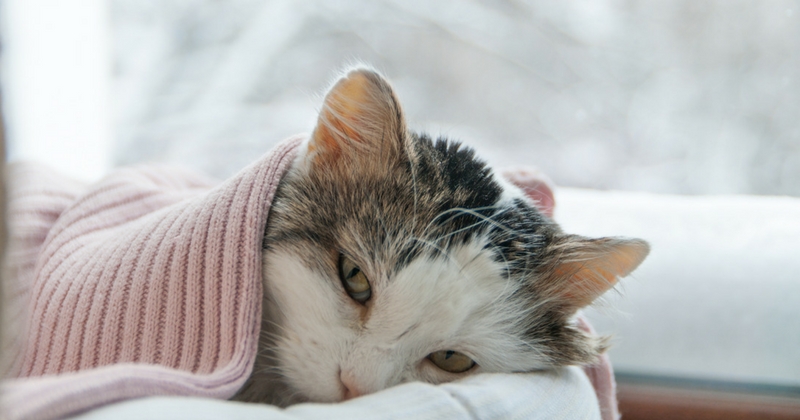 chat diabétique - il doit se reposer