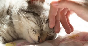 Chats fatigués par la chaleur