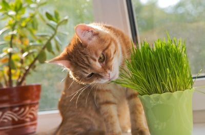 herbe chat