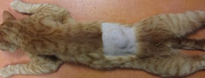 chat kyste maladie