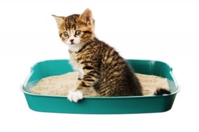 diarrhée chat