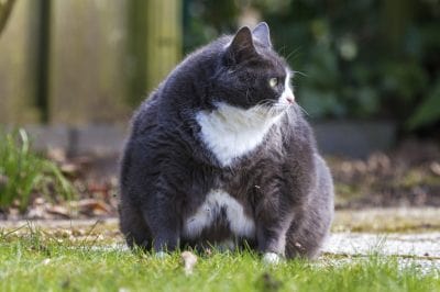 esperance vie obese