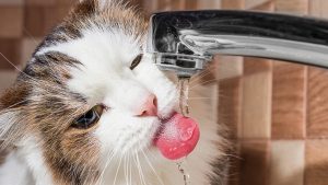chat boit au robinet - fontaine à eau chat chat boit au robinet
