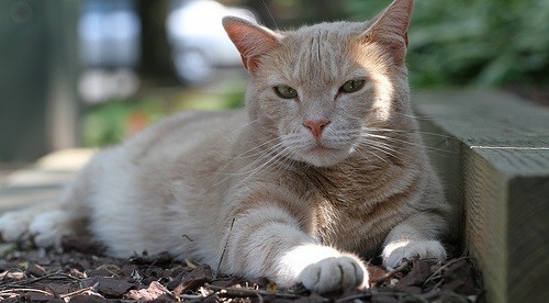 Chats fatigués par la chaleur
