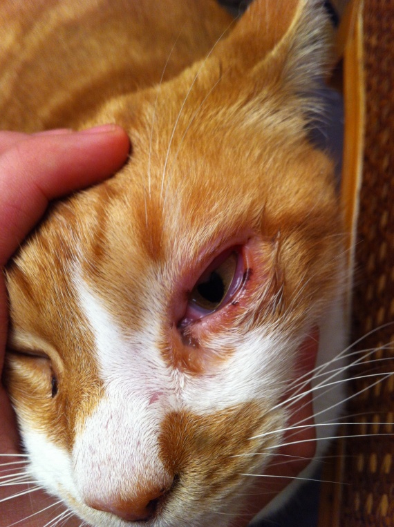 Chat œil rouge pourquoi