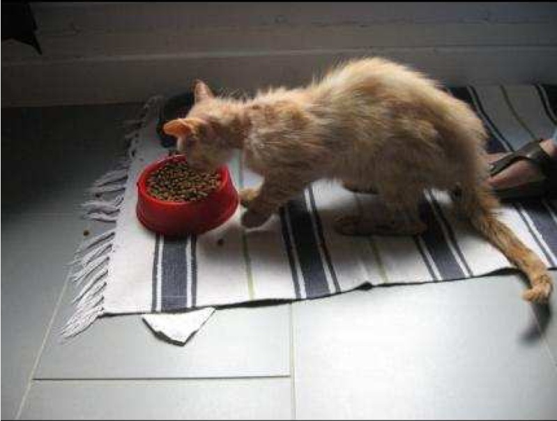 Chat maigre - manger pour grossir