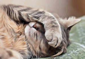 chat vomit et ne mange plus - il en fait parti