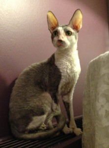 Chat maigre. Gardez un œil dessus