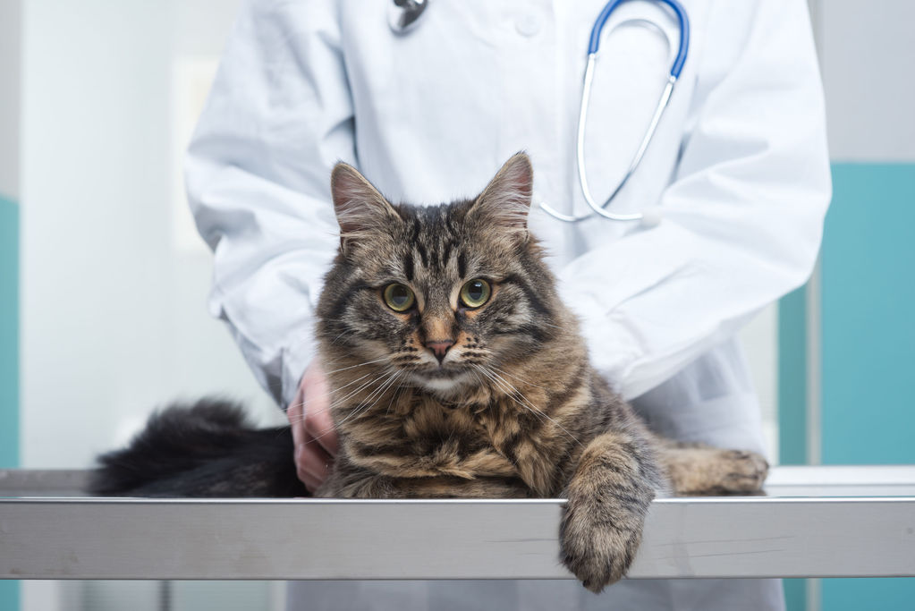 Est-il un chat diabétique ?