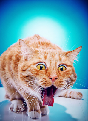 Chat qui vomit