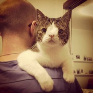 chats trisomiques