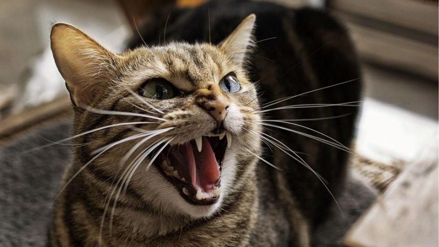Chats bipolaires