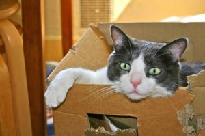 chat a mangé un morceau de plastique - fontaine à eau pour chat chat a mangé un morceau de plastique - fontaine a eau pour chat