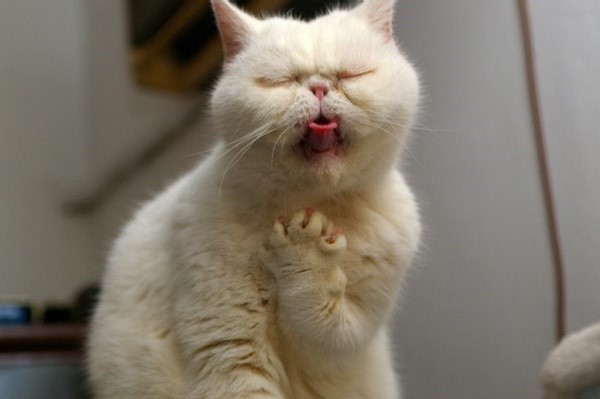 Chat étouffe fontaine à eau pour chat