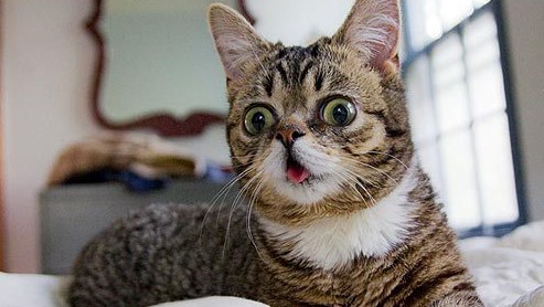 chats trisomiques