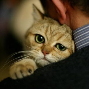 chats bipolaires