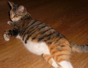 cat with a hard stomach - cat water fountain