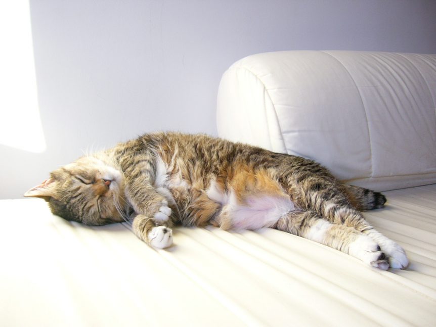 Chat avec le ventre dur