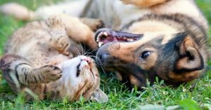 chat déteste mon chien - fontaine à eau pour chat