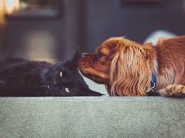 chien a peur des chats - fontaine à eau pour chat