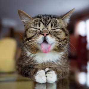 chat tire la langue