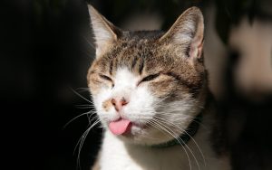 animal langue