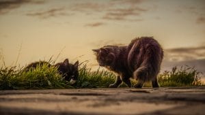Langage des chats comprendre