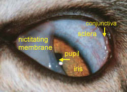 yeux - fontaine à eau chat