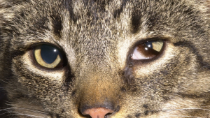 yeux - fontaine à eau chat