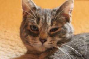 yeux - fontaine a eau chat 