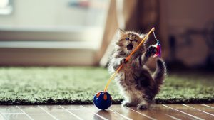 drinkfontein voor katten
