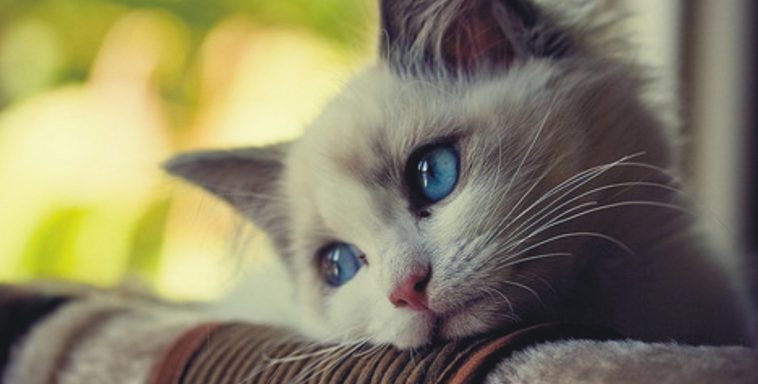 dromende cat