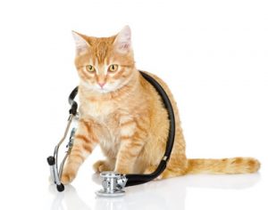 kat verliest gewicht