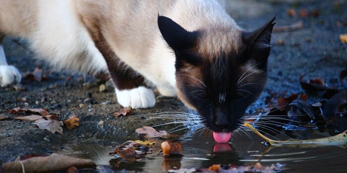 drinkwater