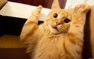 kat blaast naar kitten