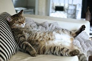 kat met diabetes