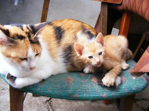kat blaast naar kitten