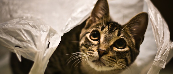 kat heeft plastic gegeten