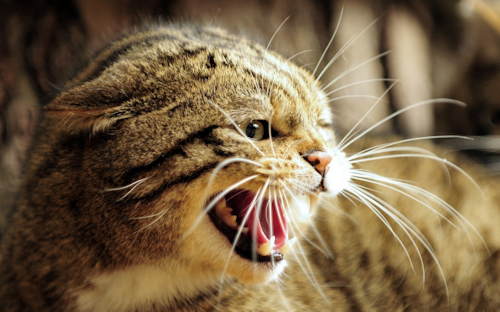 klagende cat